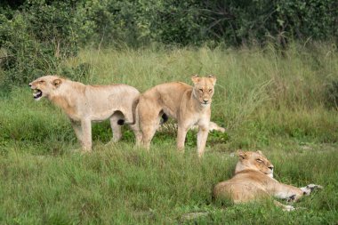 Savannah çim üzerinde yalan büyük aslan. düz ve tepelerin arka planda karakteristik ağaçlarla peyzaj
