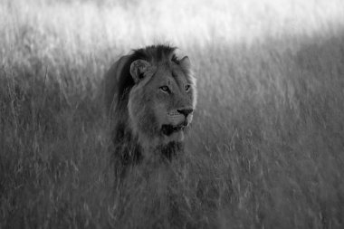 Savannah çim üzerinde yalan büyük aslan. düz ve tepelerin arka planda karakteristik ağaçlarla peyzaj