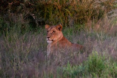 Savannah çim üzerinde yalan büyük aslan. düz ve tepelerin arka planda karakteristik ağaçlarla peyzaj