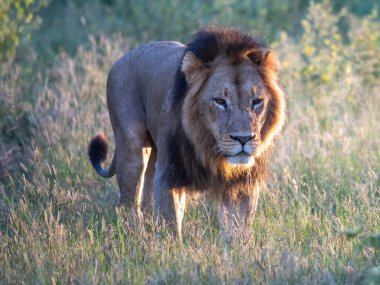 Kenya, Masai Mara 'nın altın çimlerinde Güzel Aslan Sezar