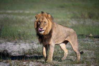Kenya, Masai Mara 'nın altın çimlerinde Güzel Aslan Sezar