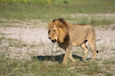 Kenya, Masai Mara 'nın altın çimlerinde Güzel Aslan Sezar