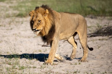 Kenya, Masai Mara 'nın altın çimlerinde Güzel Aslan Sezar