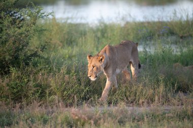 Kenya, Masai Mara 'nın altın çimlerinde Güzel Aslan Sezar