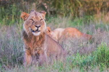 Kenya, Masai Mara 'nın altın çimlerinde Güzel Aslan Sezar