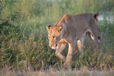 Kenya, Masai Mara 'nın altın çimlerinde Güzel Aslan Sezar