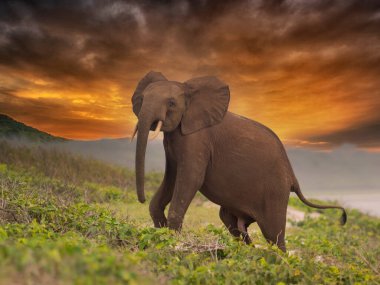 Gabon Loango Milli Parkı 'nda görülen Afrika pigme fili veya orman fili (Loxodonta cyclotis)