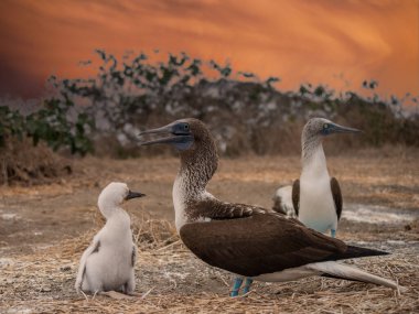 Mavi ayaklı Booby (Sula nebouxii), Doğu Pasifik alt türü, Galapagos.
