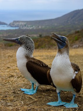 Mavi ayaklı Booby (Sula nebouxii), Doğu Pasifik alt türü, Galapagos.