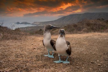 Mavi ayaklı Booby (Sula nebouxii), Doğu Pasifik alt türü, Galapagos.