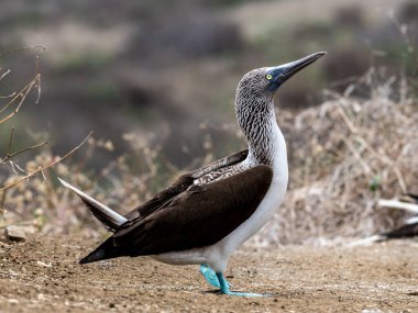 Mavi ayaklı Booby (Sula nebouxii), Doğu Pasifik alt türü, Galapagos.