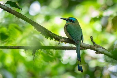 Turkuaz kaşlı motmot - Eumomota superciliosa Torogoz, uzun kuyruklu renkli tropikal kuş Momotidae, Orta Amerika Güneydoğu Meksika 'dan Kosta Rika' ya