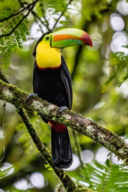 Yılan gagalı Toucan - Ramphastos sülfuratus, Kosta Rika ormanından çok renkli gagalı büyük renkli tukan.