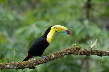 Yılan gagalı Toucan - Ramphastos sülfuratus, Kosta Rika ormanından çok renkli gagalı büyük renkli tukan.