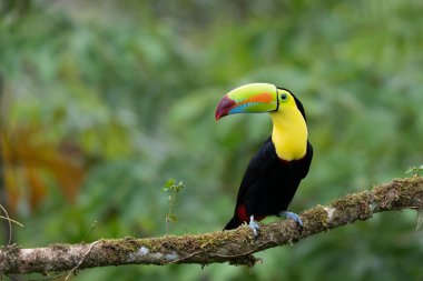 Yılan gagalı Toucan - Ramphastos sülfuratus, Kosta Rika ormanından çok renkli gagalı büyük renkli tukan.