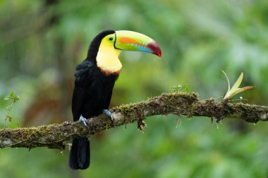 Yılan gagalı Toucan - Ramphastos sülfuratus, Kosta Rika ormanından çok renkli gagalı büyük renkli tukan.