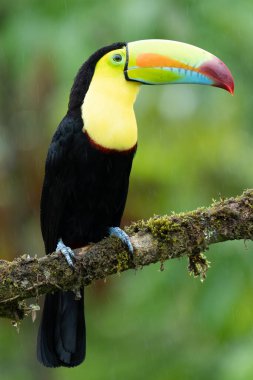 Yılan gagalı Toucan - Ramphastos sülfuratus, Kosta Rika ormanından çok renkli gagalı büyük renkli tukan.