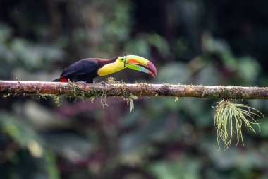 Yılan gagalı Toucan - Ramphastos sülfuratus, Kosta Rika ormanından çok renkli gagalı büyük renkli tukan.