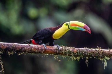 Yılan gagalı Toucan - Ramphastos sülfuratus, Kosta Rika ormanından çok renkli gagalı büyük renkli tukan.