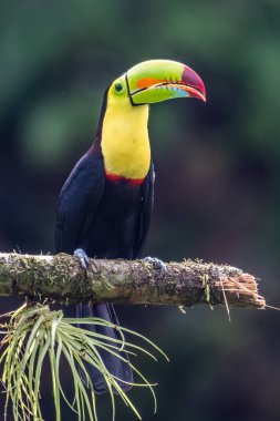 Yılan gagalı Toucan - Ramphastos sülfuratus, Kosta Rika ormanından çok renkli gagalı büyük renkli tukan.