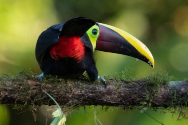 Açık gagalı kuş, Chesnut-mandiled Toucan tropikal yağmurda dalda oturuyor ve arka planda yeşil orman var. Doğadan vahşi yaşam sahnesi.