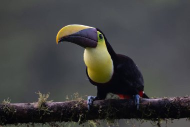 Açık gagalı kuş, Chesnut-mandiled Toucan tropikal yağmurda dalda oturuyor ve arka planda yeşil orman var. Doğadan vahşi yaşam sahnesi.