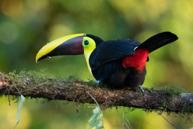 Bird with open bill, Chesnut-mandibled Toucan sitting on the branch in tropical rain with green jungle in background. Wildlife scene from nature.