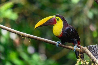 Açık gagalı kuş, Chesnut-mandiled Toucan tropikal yağmurda dalda oturuyor ve arka planda yeşil orman var. Doğadan vahşi yaşam sahnesi.