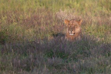 Kenya, Masai Mara 'nın altın çimlerinde Güzel Aslan Sezar