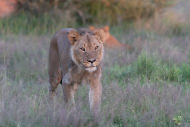 Kenya, Masai Mara 'nın altın çimlerinde Güzel Aslan Sezar