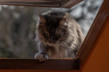 Evcil, tapılası, siyah, gri, Maine Rakunu kedi yavrusu, gün ışığında genç, barışçıl kedi.