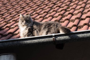 Evcil, tapılası, siyah, gri, Maine Rakunu kedi yavrusu, gün ışığında genç, barışçıl kedi.