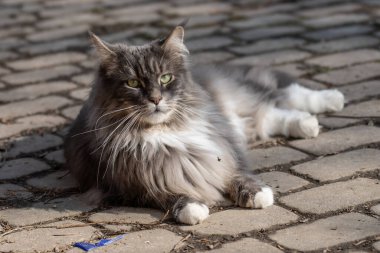 Evcil, tapılası, siyah, gri, Maine Rakunu kedi yavrusu, gün ışığında genç, barışçıl kedi.