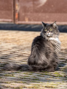 Evcil, tapılası, siyah, gri, Maine Rakunu kedi yavrusu, gün ışığında genç, barışçıl kedi.