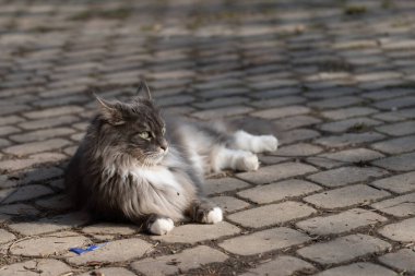 Evcil, tapılası, siyah, gri, Maine Rakunu kedi yavrusu, gün ışığında genç, barışçıl kedi.