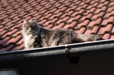 Güneşli bir günde çatıdaki Maine Rakun Kedisi
