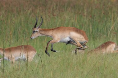 çalışan antilop Waterbuck (Kobus ellipsiprymnus) yılında Afrika savana Namibya kruger park Botsvana masai mara