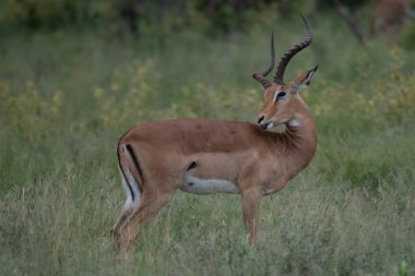 çalışan antilop Waterbuck (Kobus ellipsiprymnus) yılında Afrika savana Namibya kruger park Botsvana masai mara