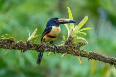 Ateşli gagalı Aracari - Pteroglossus frantzii bir Toucan 'dır. Sadece güney Kosta Rika ve batı Panama 'nın Pasifik yamaçlarında ürerler.