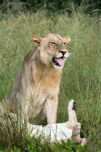 Stora Lejon Savannen Gräs Landskap Med Karakteristiska Träd Slätten Och — Stockfoto