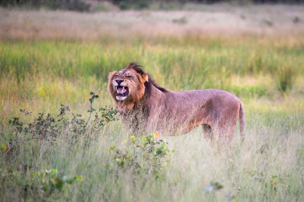 Leão Grande Deitado Grama Savana Paisagem Com Árvores Características Planície — Fotografia de Stock