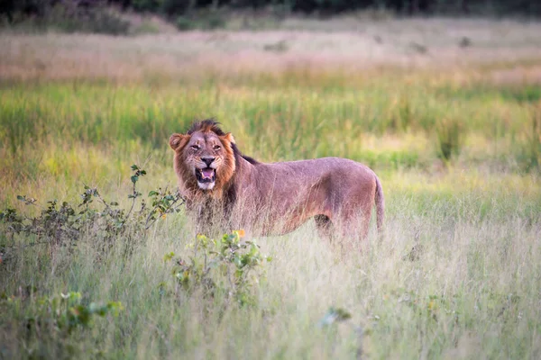 Gros Lion Allongé Sur Herbe Savane Paysage Avec Des Arbres — Photo