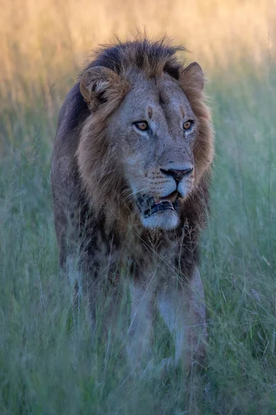 Piękny Lew Cezar Złotej Trawie Masai Mara Kenia — Zdjęcie stockowe