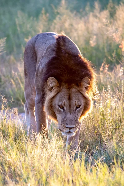 Piękny Lew Cezar Złotej Trawie Masai Mara Kenia — Zdjęcie stockowe