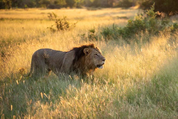 Piękny Lew Cezar Złotej Trawie Masai Mara Kenia — Zdjęcie stockowe