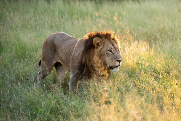 Piękny Lew Cezar Złotej Trawie Masai Mara Kenia — Zdjęcie stockowe