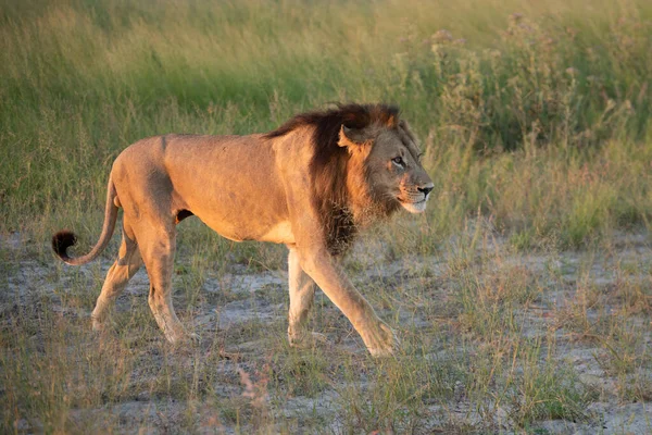 肯尼亚马赛马拉金色的草地上美丽的狮子凯撒 — 图库照片