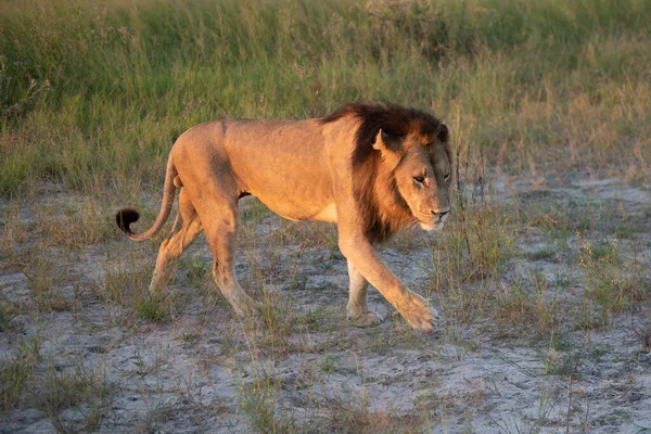 肯尼亚马赛马拉金色的草地上美丽的狮子凯撒 — 图库照片