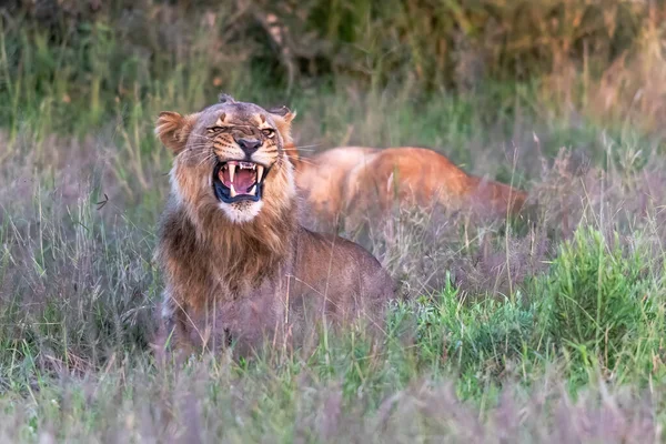 Piękny Lew Cezar Złotej Trawie Masai Mara Kenia — Zdjęcie stockowe