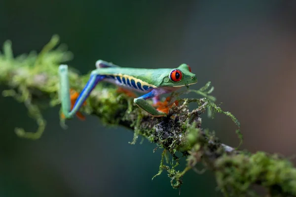 Grenouille Arborescente Agalychnis Callidryas Assise Sur Feuille Verte Dans Forêt — Photo